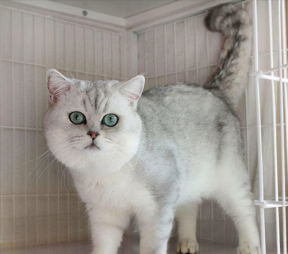 饲养攻略|英短银渐层怎么养?