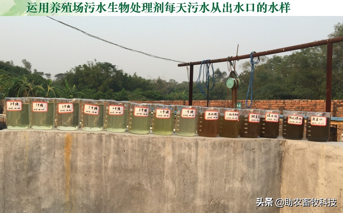 養(yǎng)殖場周邊的魚塘水庫被養(yǎng)殖廢水污染快速簡單地處理技術(shù)