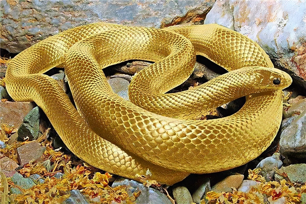 ǿ,޴.