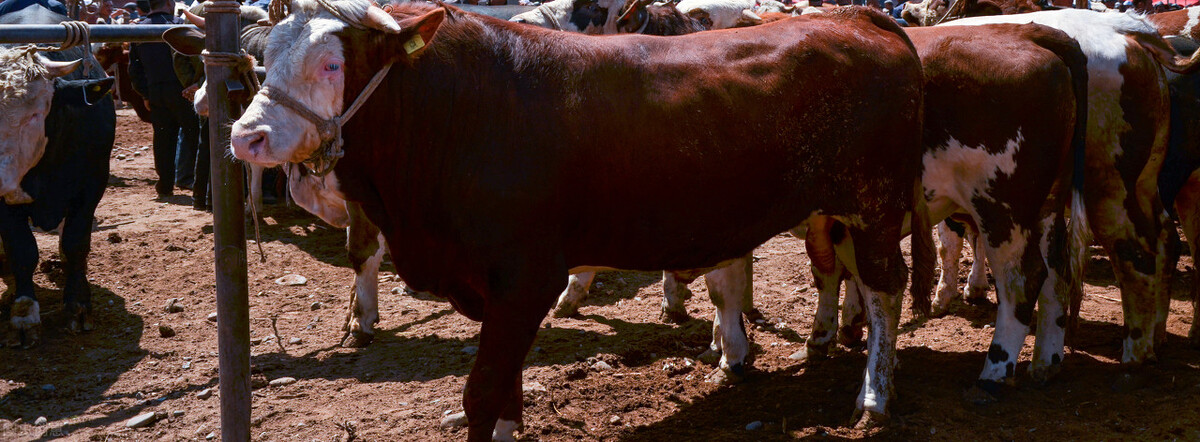 牛价丨全国牛肉价格涨了吗？附部分地区肉牛价格播报
