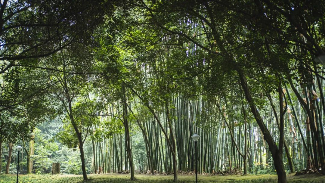 成都哪里好玩（去成都认准这些宝藏旅游点就够了）