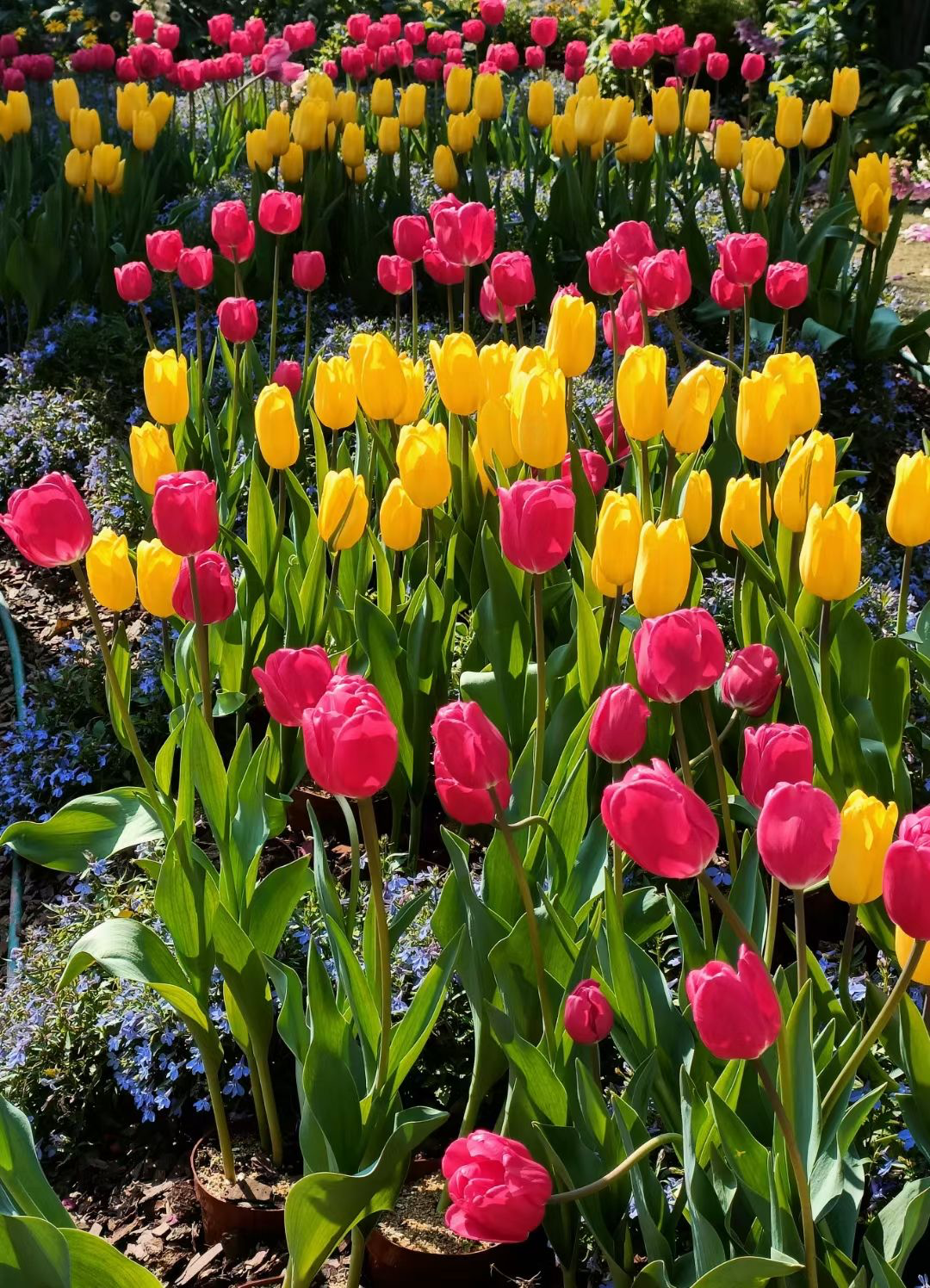 在春天开的花(春天路边爆开花常见的30种花)