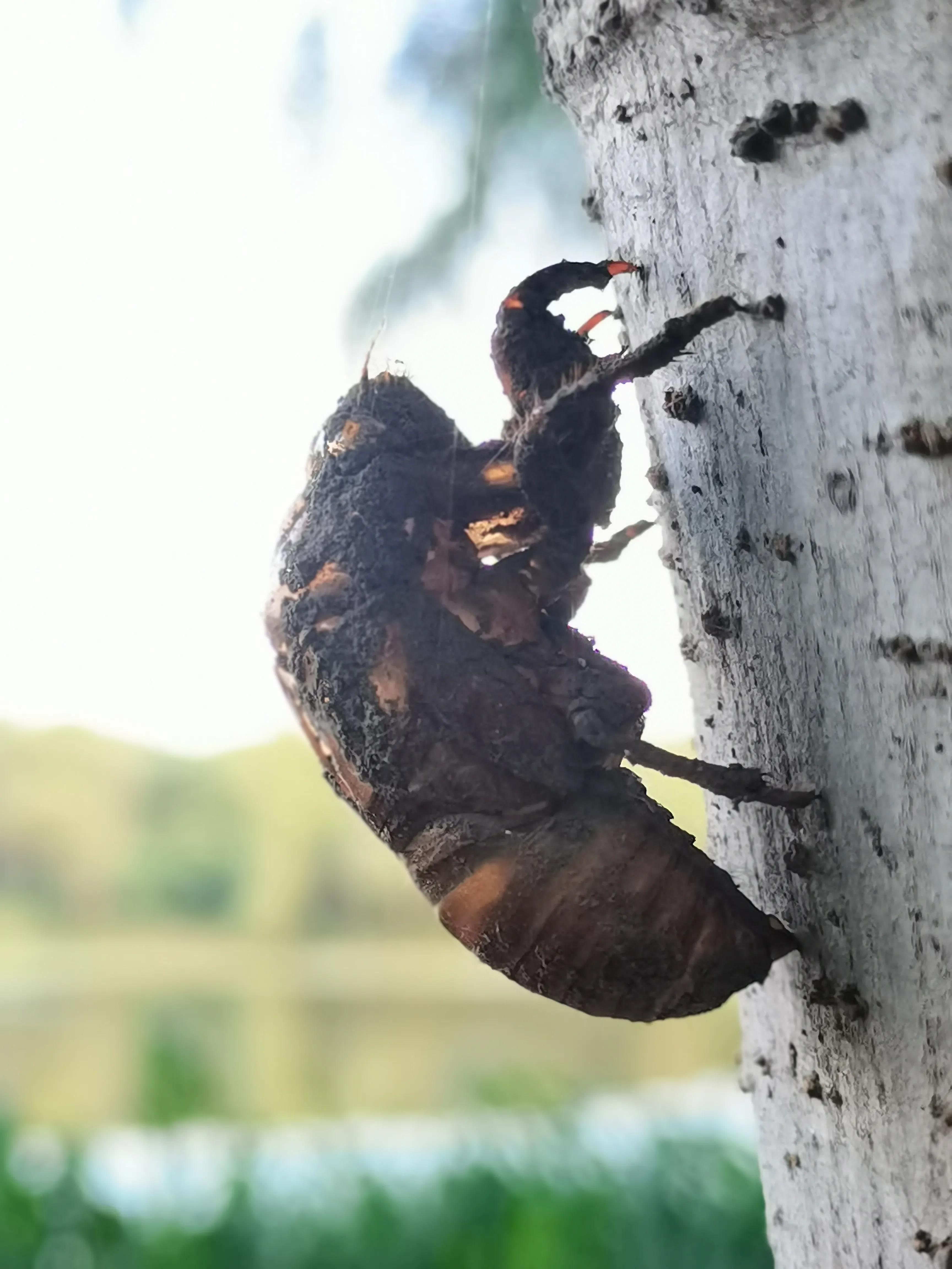垂緌饮清露,流响出疏桐.