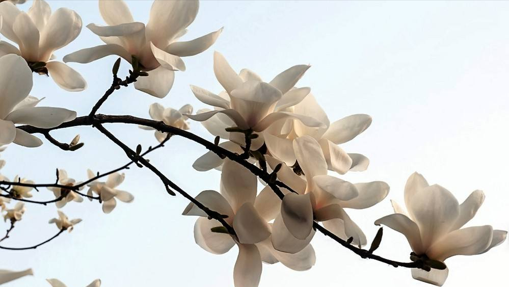 仲春三月玉兰花开,10首最美玉兰花诗词,看霓裳片片,赏束素亭亭