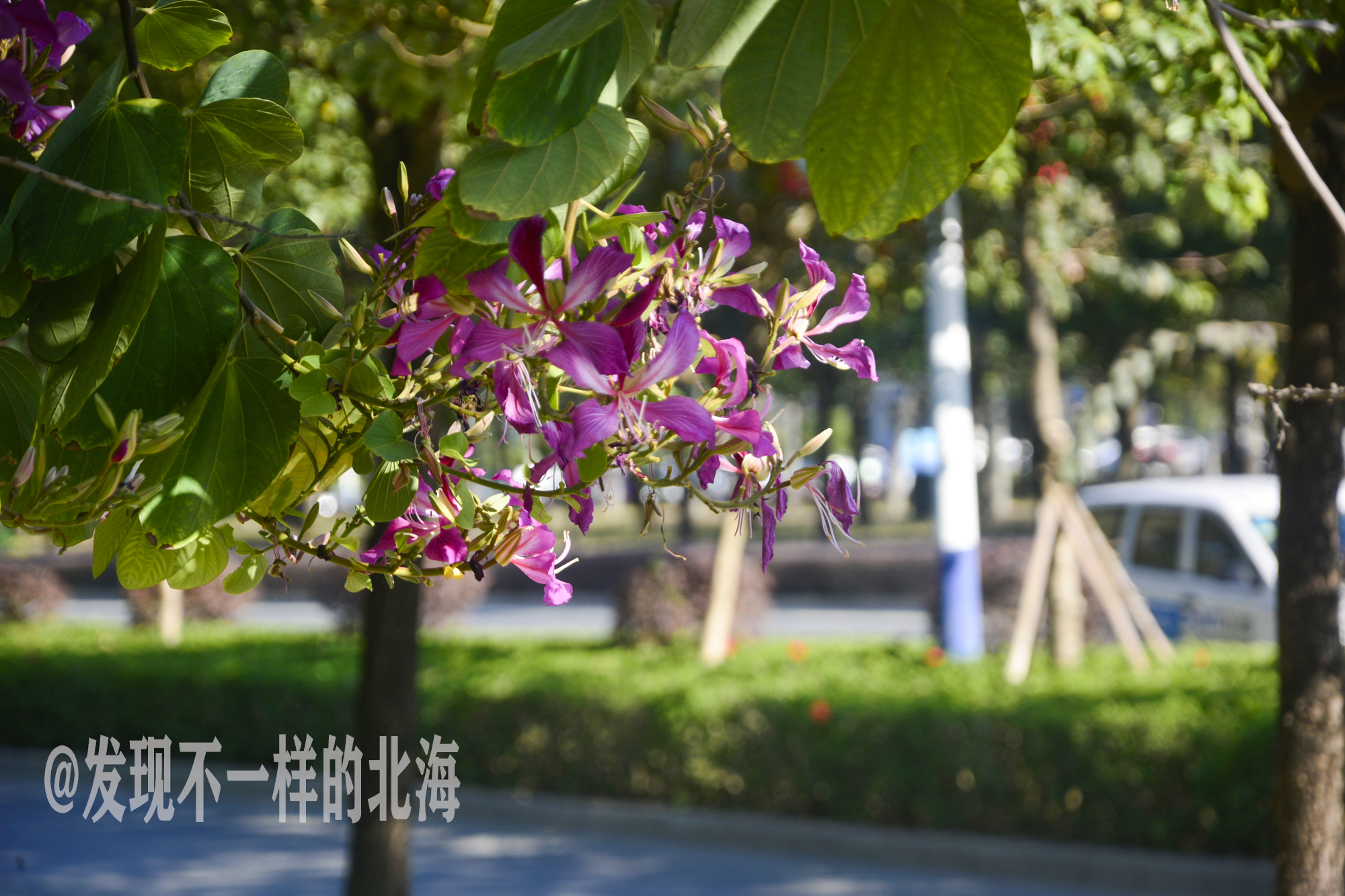 大美北海，冬暖花也开，实在是美