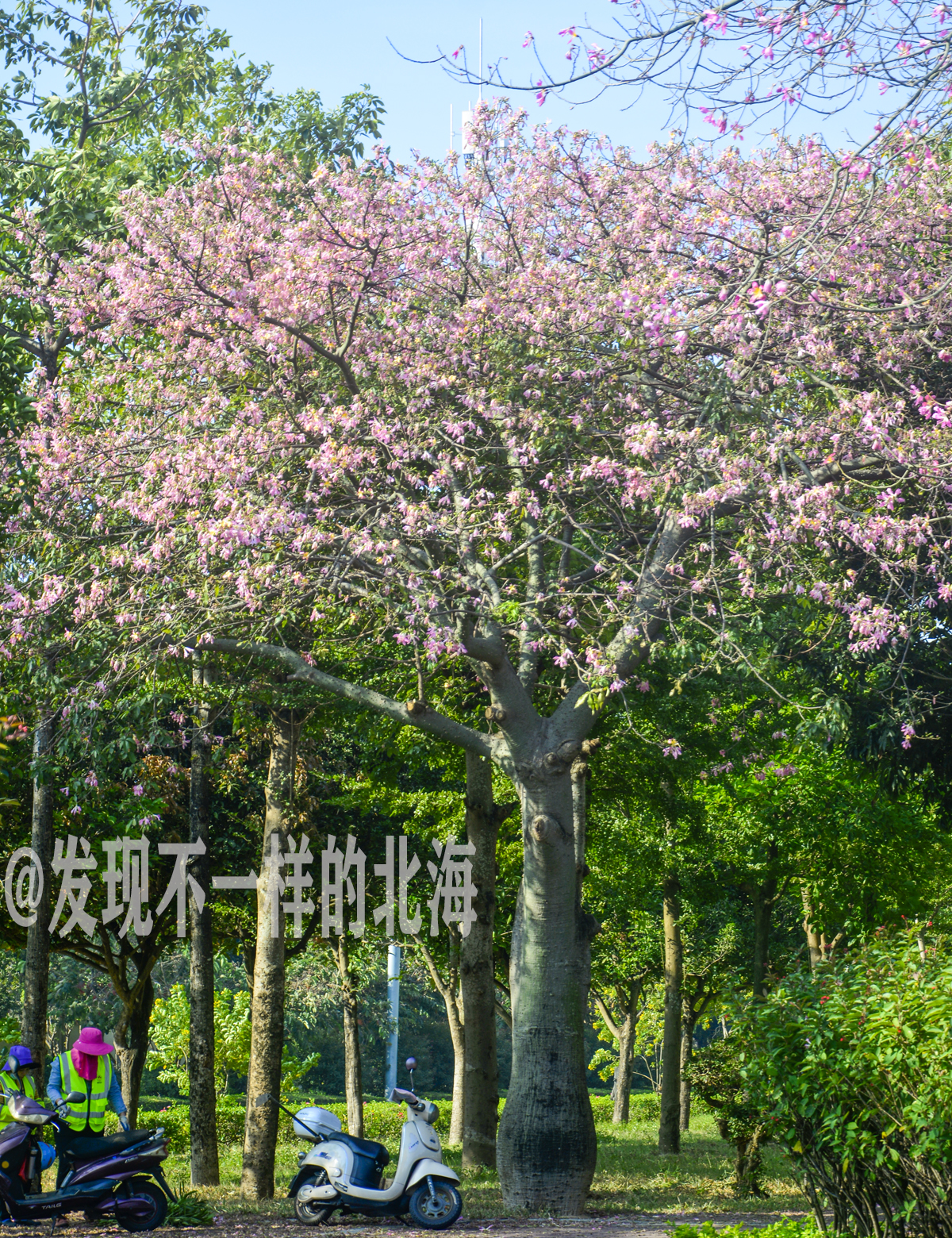 大美北海，冬暖花也开，实在是美