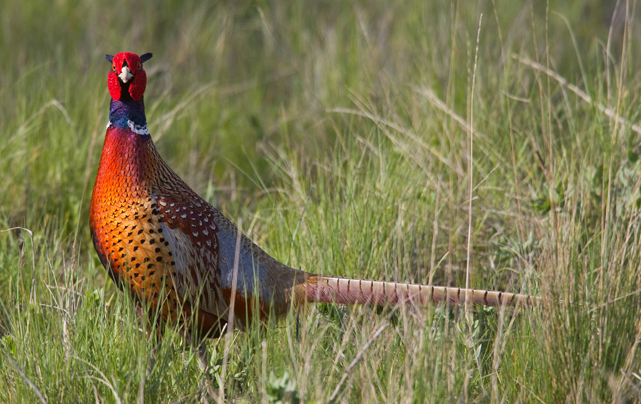"遍地开花"的野鸡