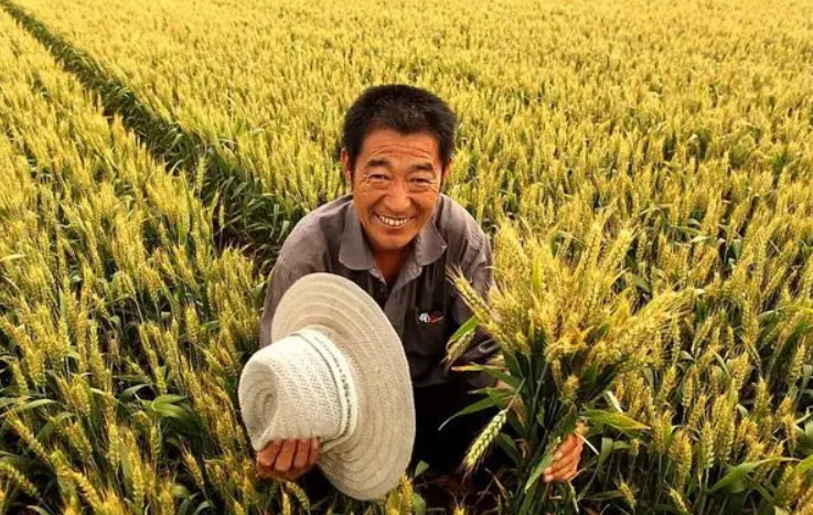 美國小麥畝產能有多少斤？和中國小麥畝產相比，哪國農民更賺錢？