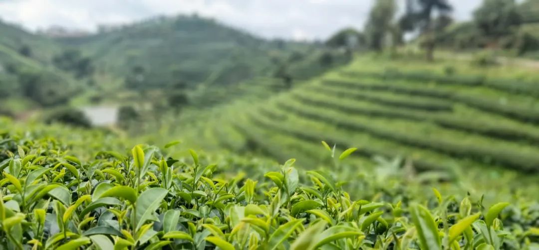 有机茶点亮乡村振兴路——南屏镇整碗村&祖祥茶业&云南农大携手乡村振兴项目签约