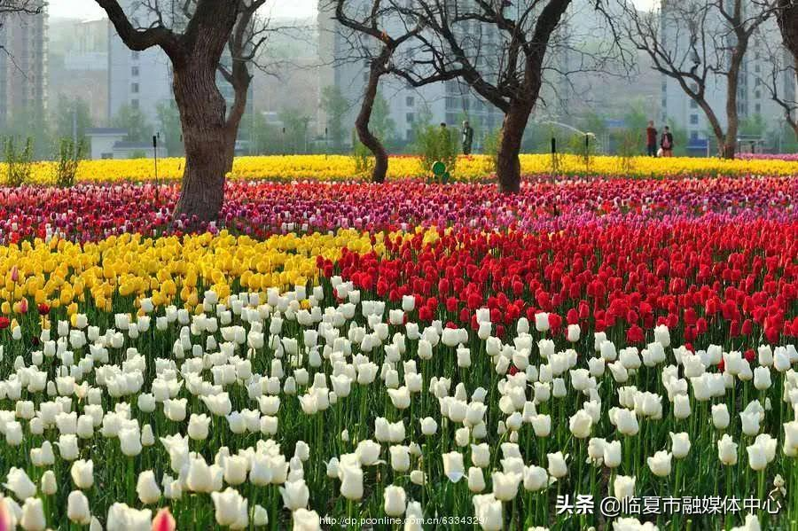 大家知道“花儿临夏•在河之州”的寓意吗？小编带你一起了解