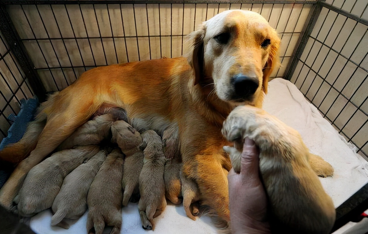 母狗叼着幼崽来找主人，是为了什么？