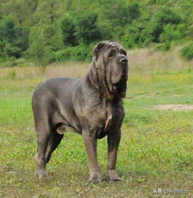 世界上兇猛的十種狗，日本土佐犬上榜，藏獒排名第二