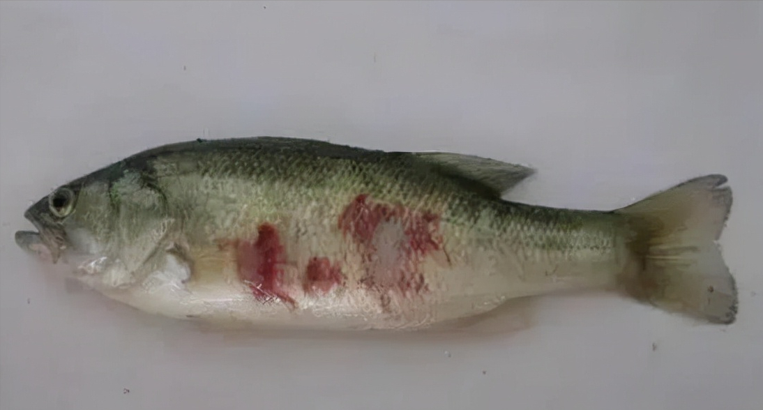 推荐鱼类水霉病最佳治疗方法