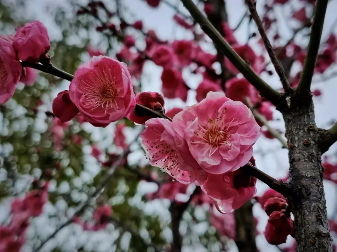 来看花海！这是属于昱城的春日浪漫