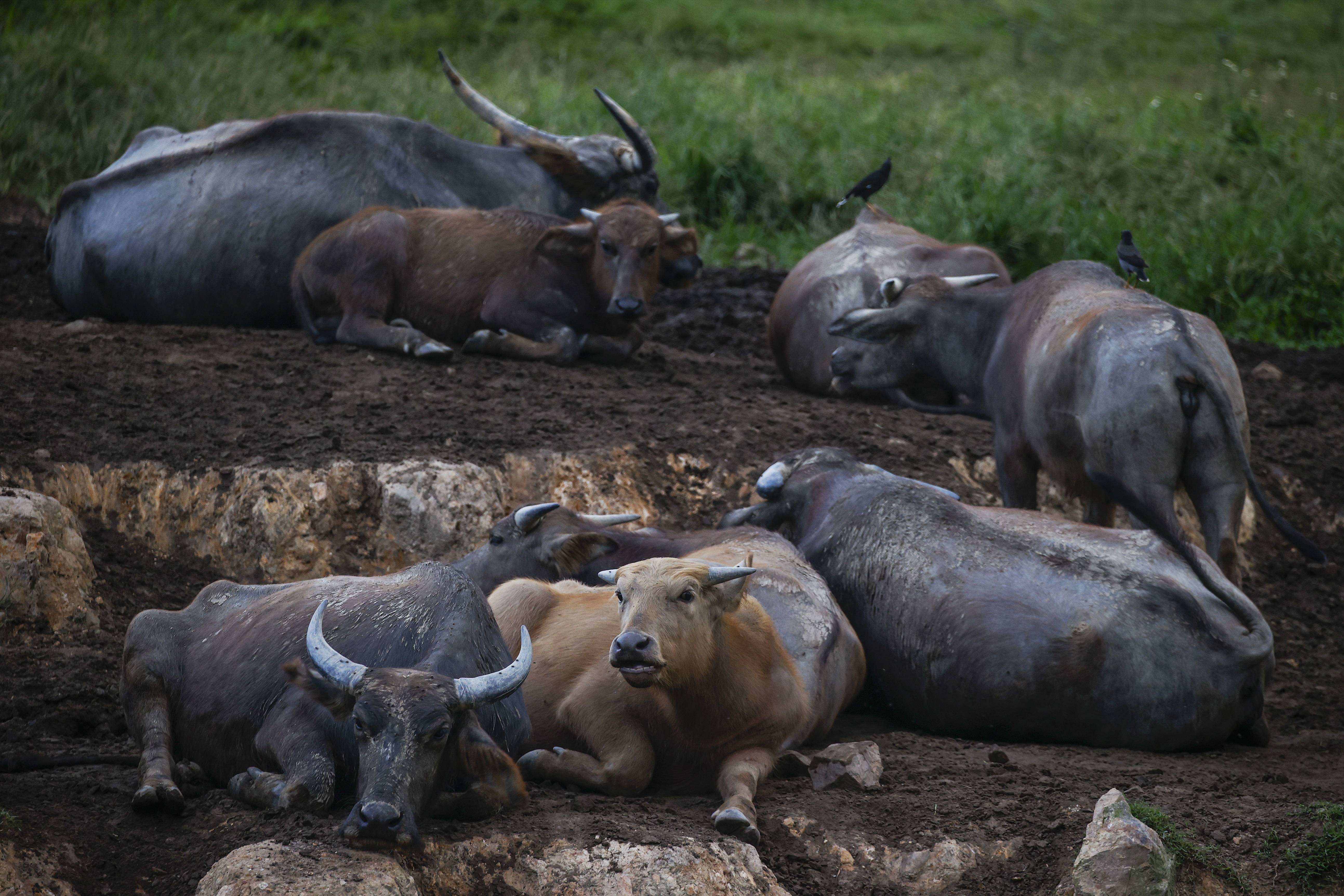 广东一头水牛在野外被罕见冻死!究竟咋回事?牛真弱or冷的锅