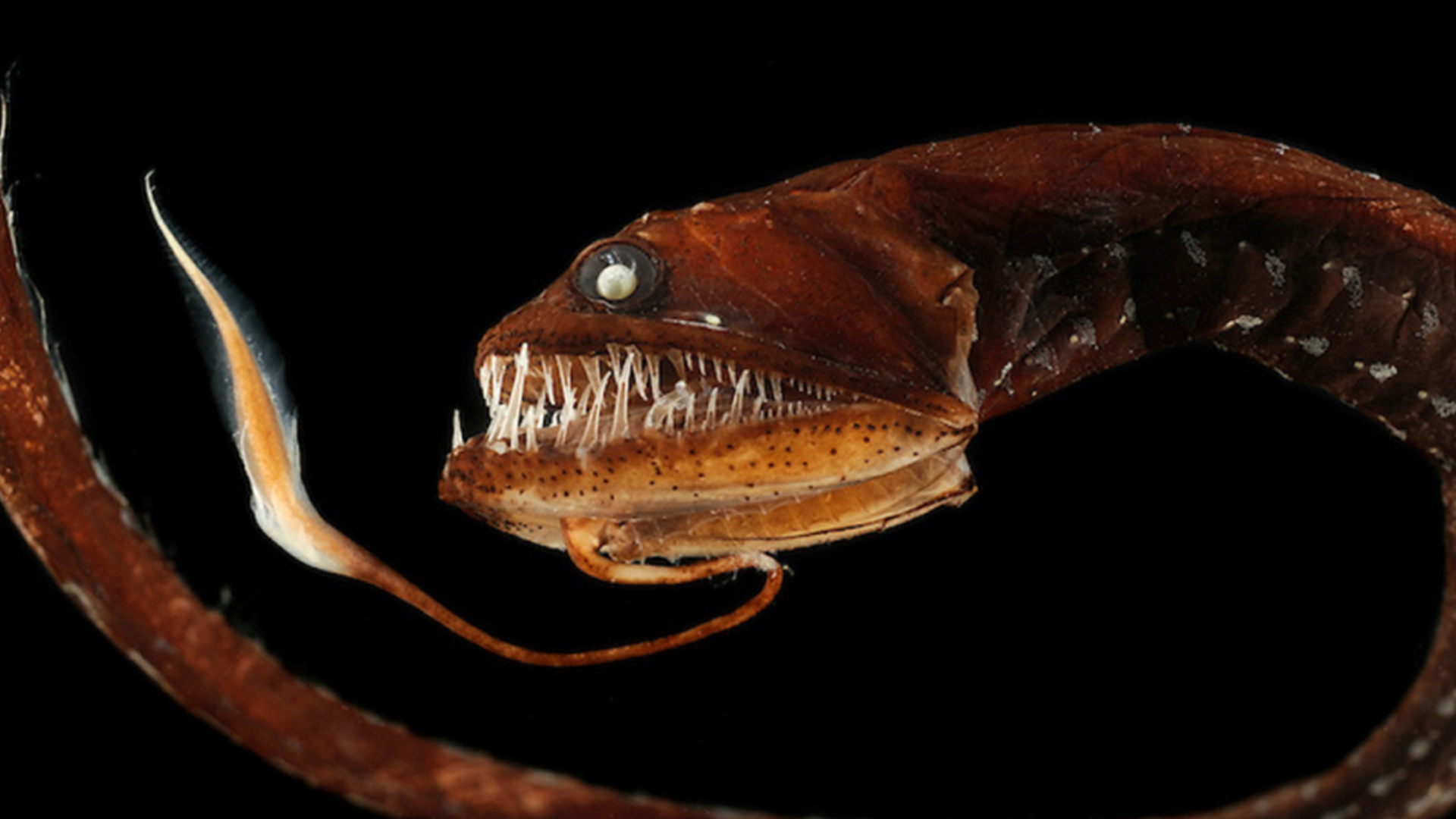 深海龍魚,深海龍魚圖片