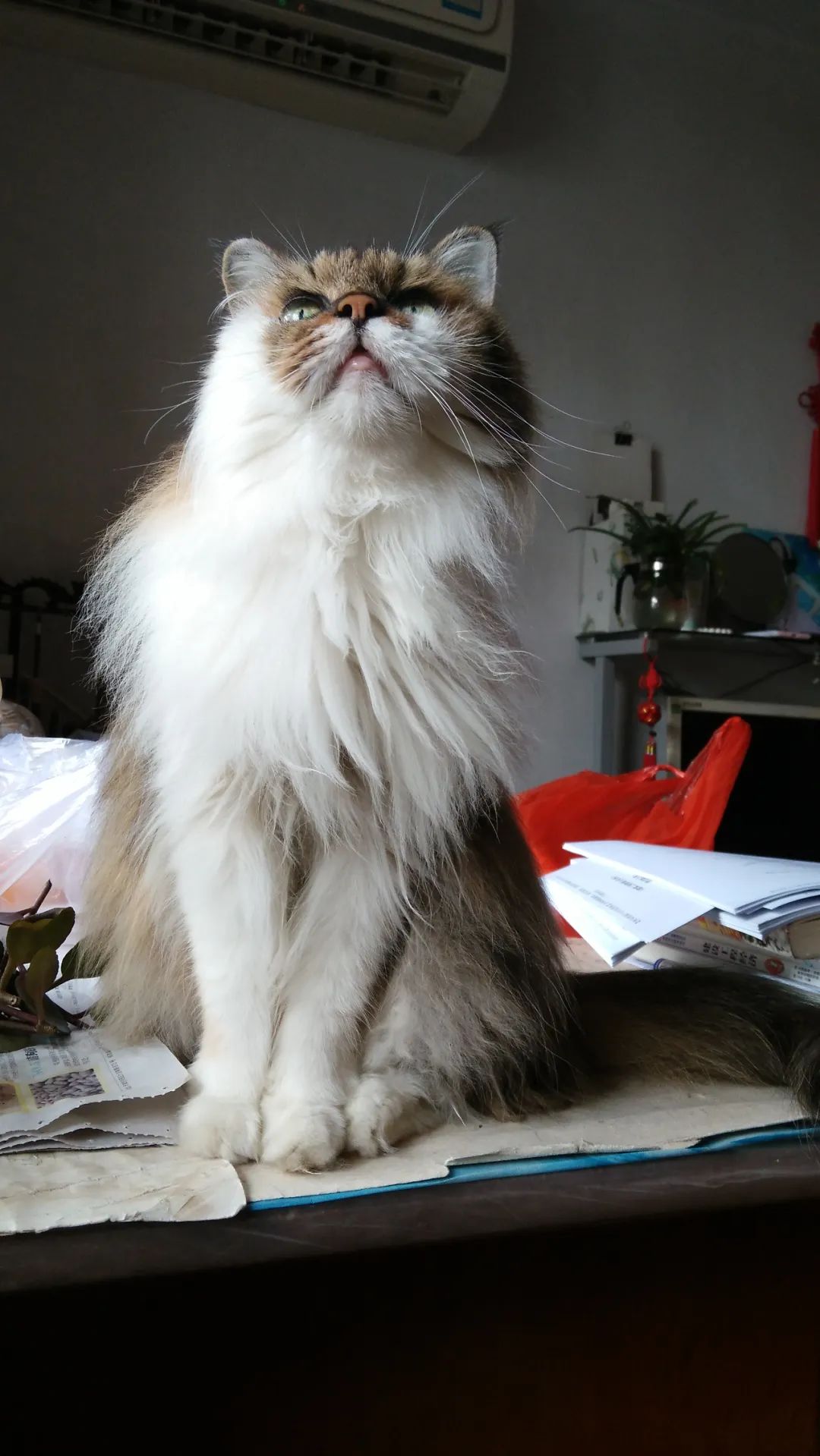 超稀有的三花公猫到底长啥样?这回我终于见到了.