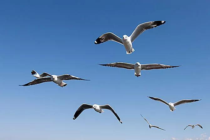 關於大海 海鷗的說說(發朋友圈大海海鷗的說說) _晶羽文學網