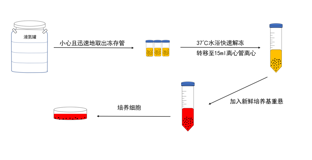 实际的离心速度和持续时间因细胞类型而异.
