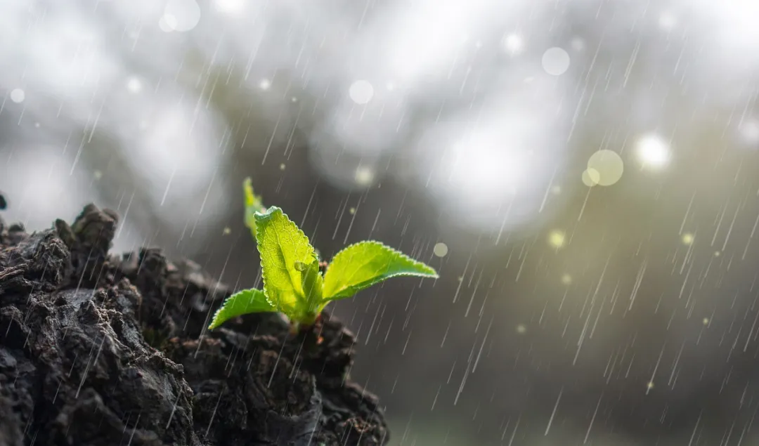 今日雨水｜一场春雨，十里花开，许你岁月静好