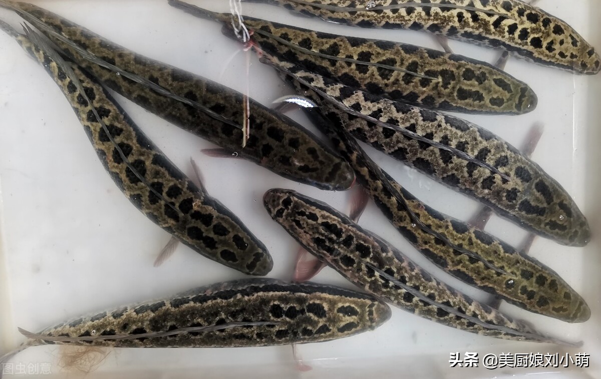 淡水魚有哪些,淡水魚有哪些種類