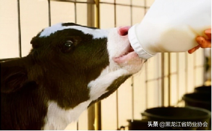 犊牛饲喂初乳的重要性及饲喂方法