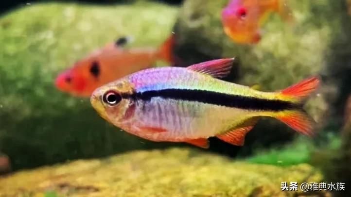 雅典水族带你玩转观赏鱼，教你如何培养水族箱中的硝化细菌