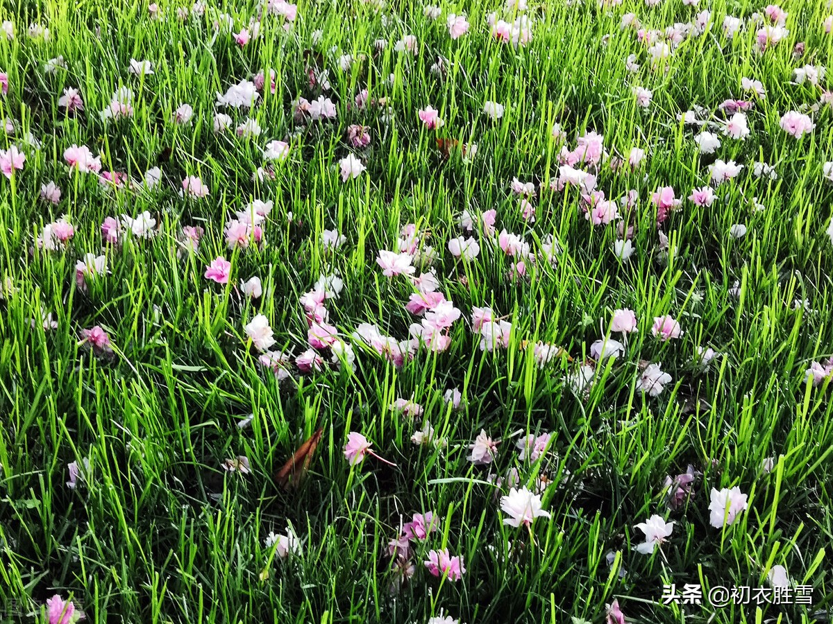 明丽芳草落花美诗六首：白日照绿草，落花散且飞