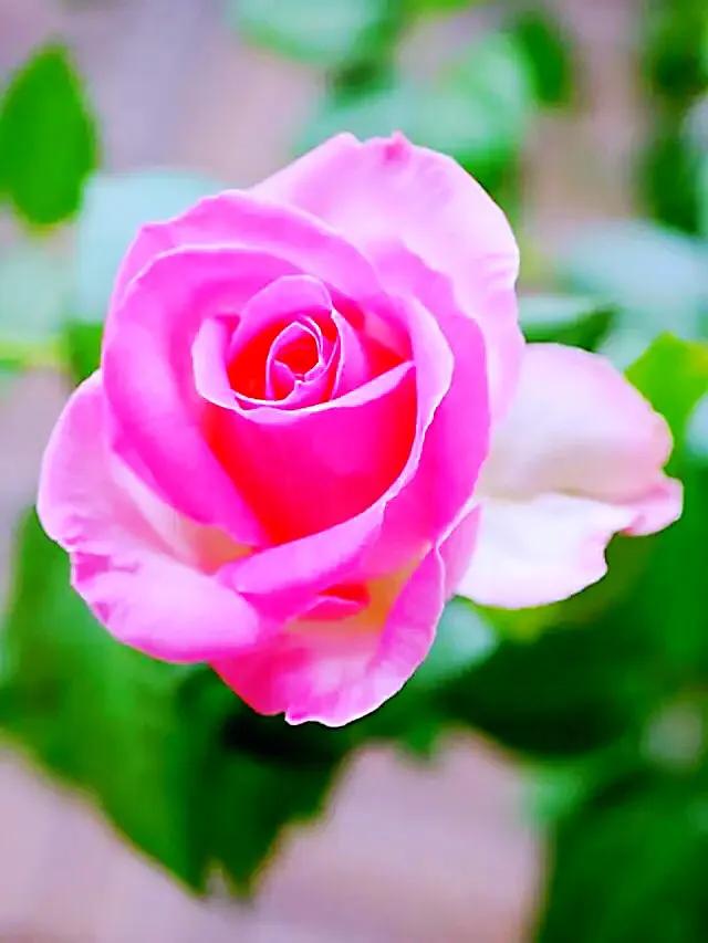 糖果雪山 花型杯状 花瓣重叠饱满 鲜亮白粉色 标准的切花月季 天天看点