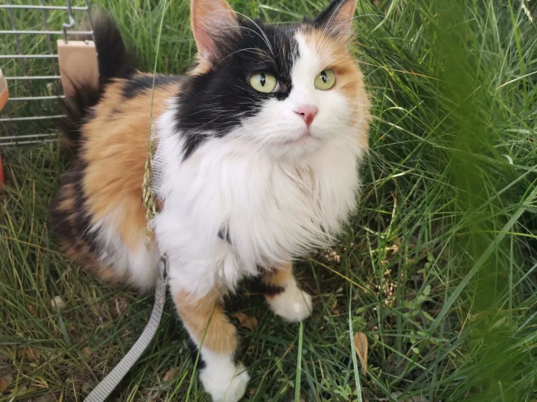 超稀有的三花公猫到底长啥样?这回我终于见到了.