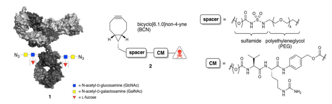 信达生物研发技术平台梳理