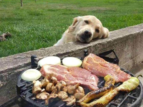 喂狗粮就能高枕无忧?错了,附改善狗狗饮食的技巧