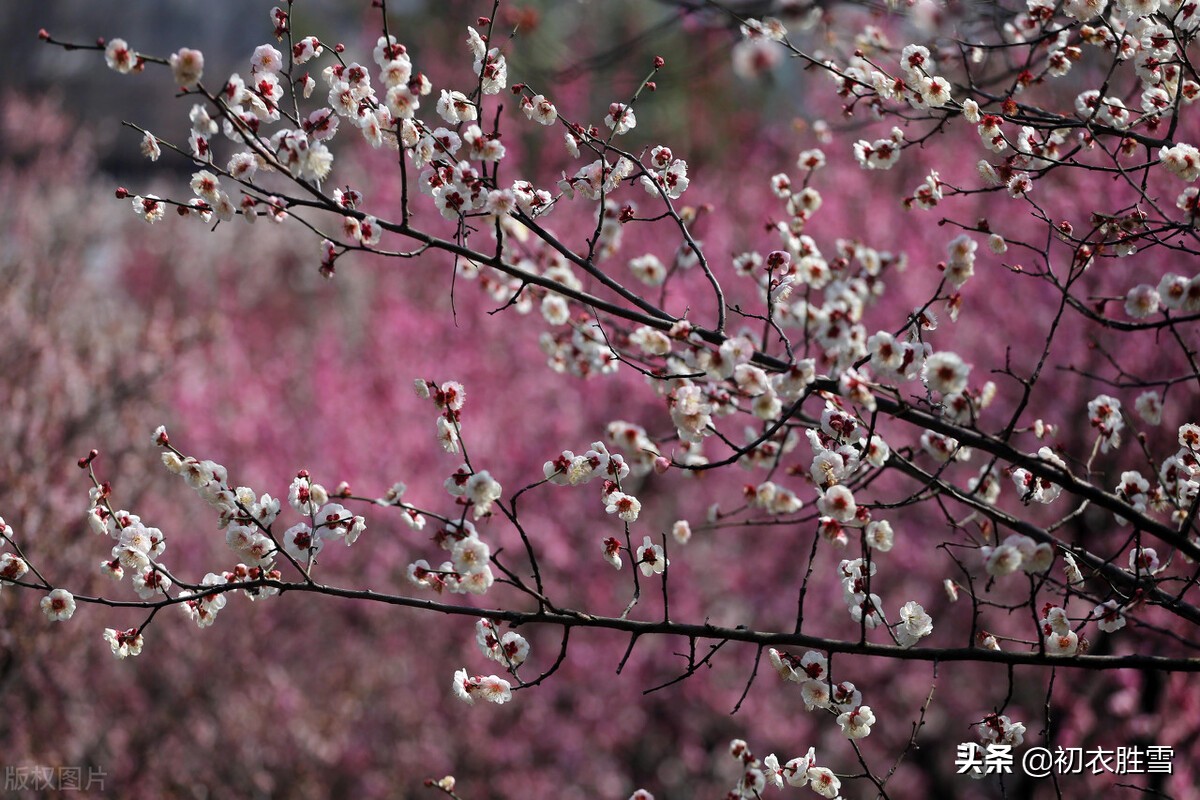 早春梅花美诗六首：开到梅花雪满轩，万花如玉月如银