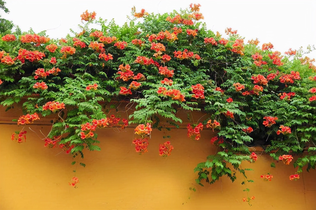 “紫藤挂云木，花蔓宜阳春”，藤蔓之美，美到心醉，网友：迷上了