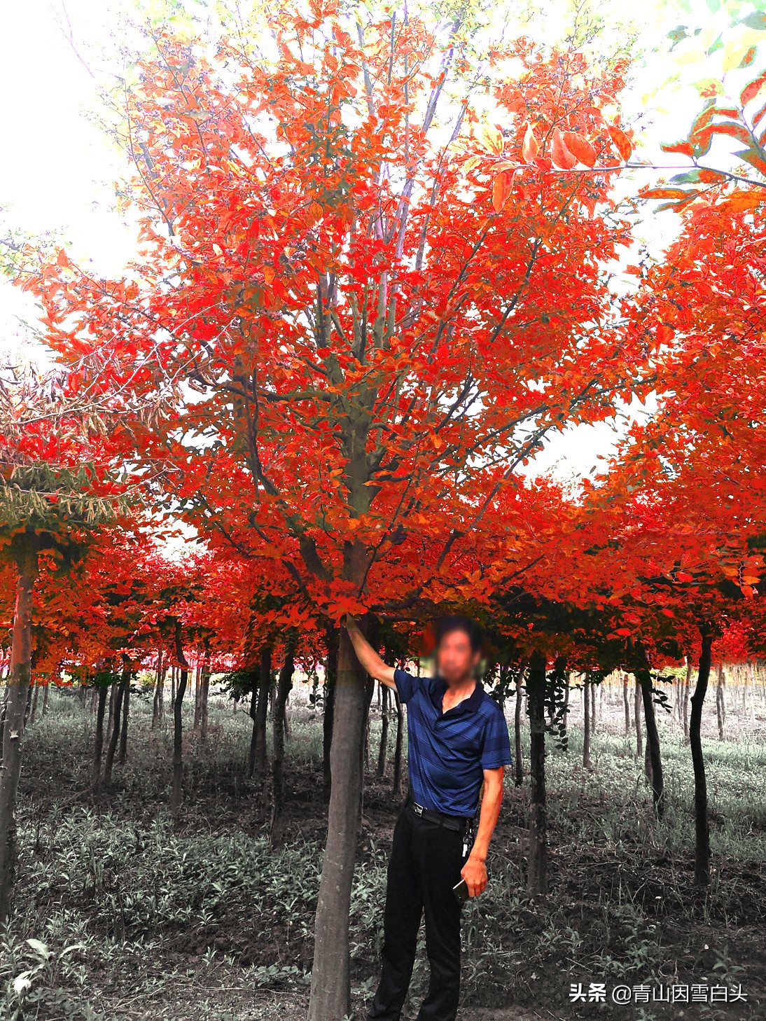 在农村种植什么树最有价值，红枫树什么时候种植最佳？