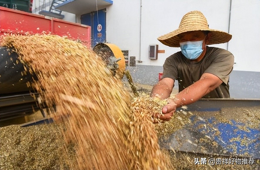 2022糧食補(bǔ)貼多少錢一畝？2022糧食補(bǔ)貼什么時候發(fā)放？