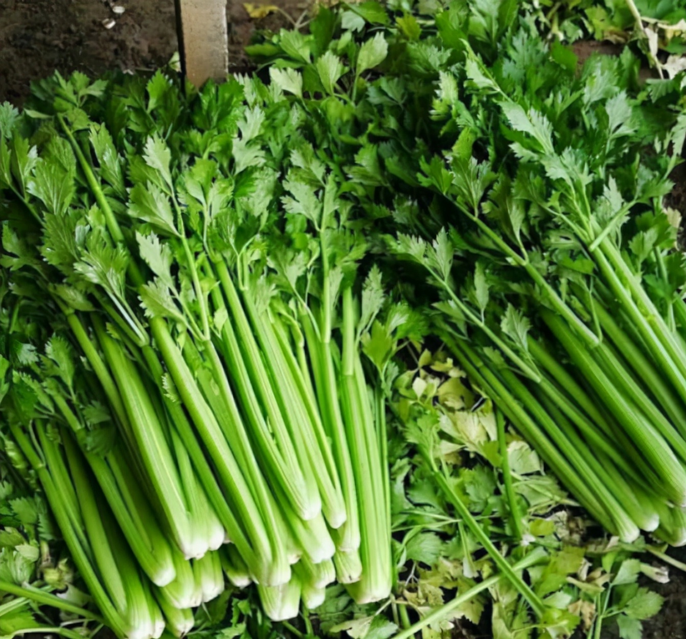 芹菜叶的做法(芹菜叶的做法大全家常)