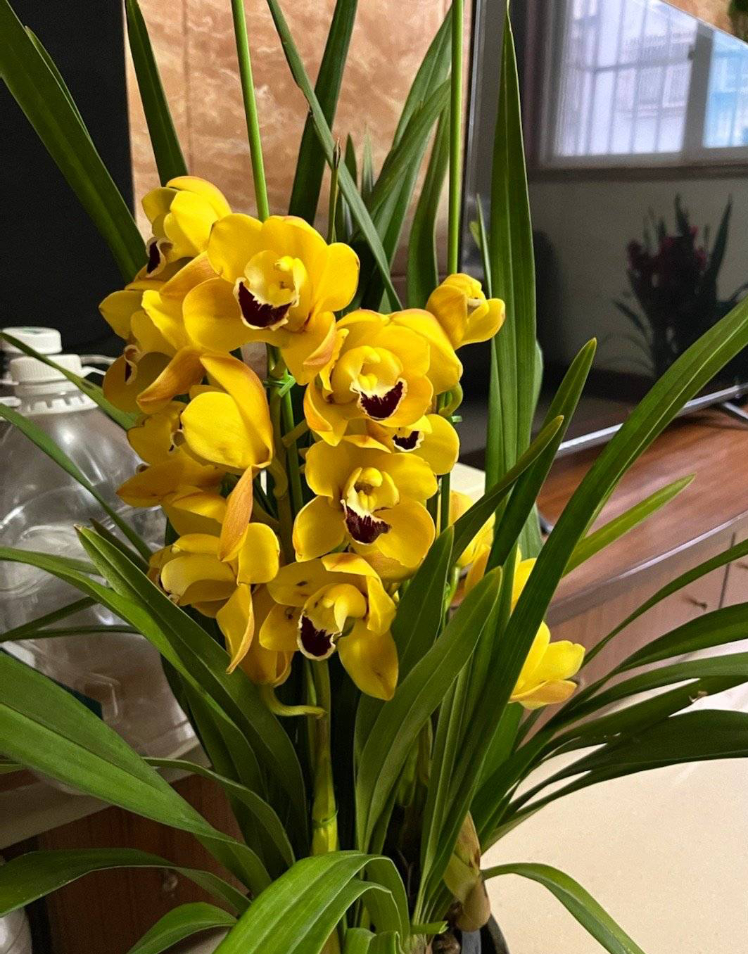 大花蕙兰的养殖方法(养大花蕙兰关键3步年年复花)