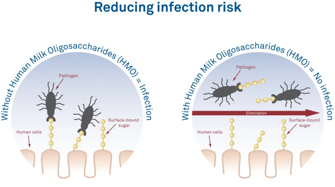 亿元市场里的新功能博弈:母乳低聚糖何日走向大众