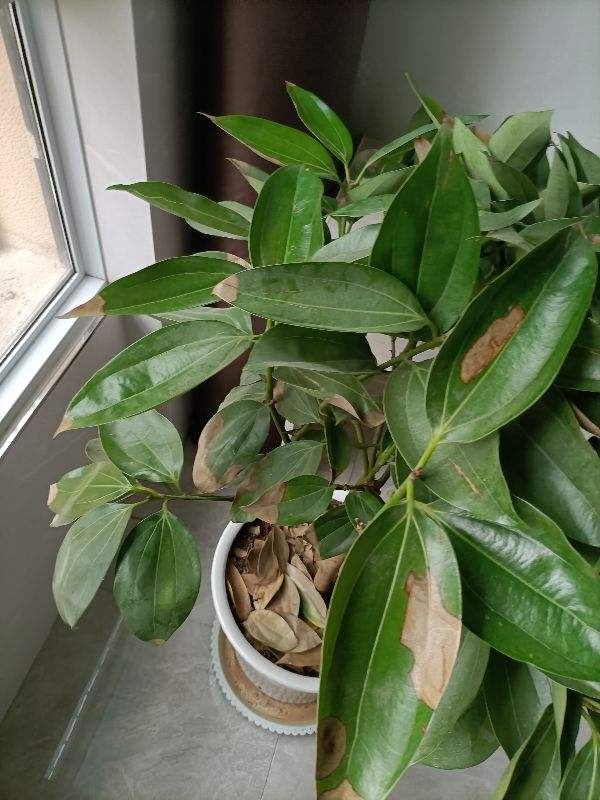招财进宝的绿植（搬新家送什么植物吉利）