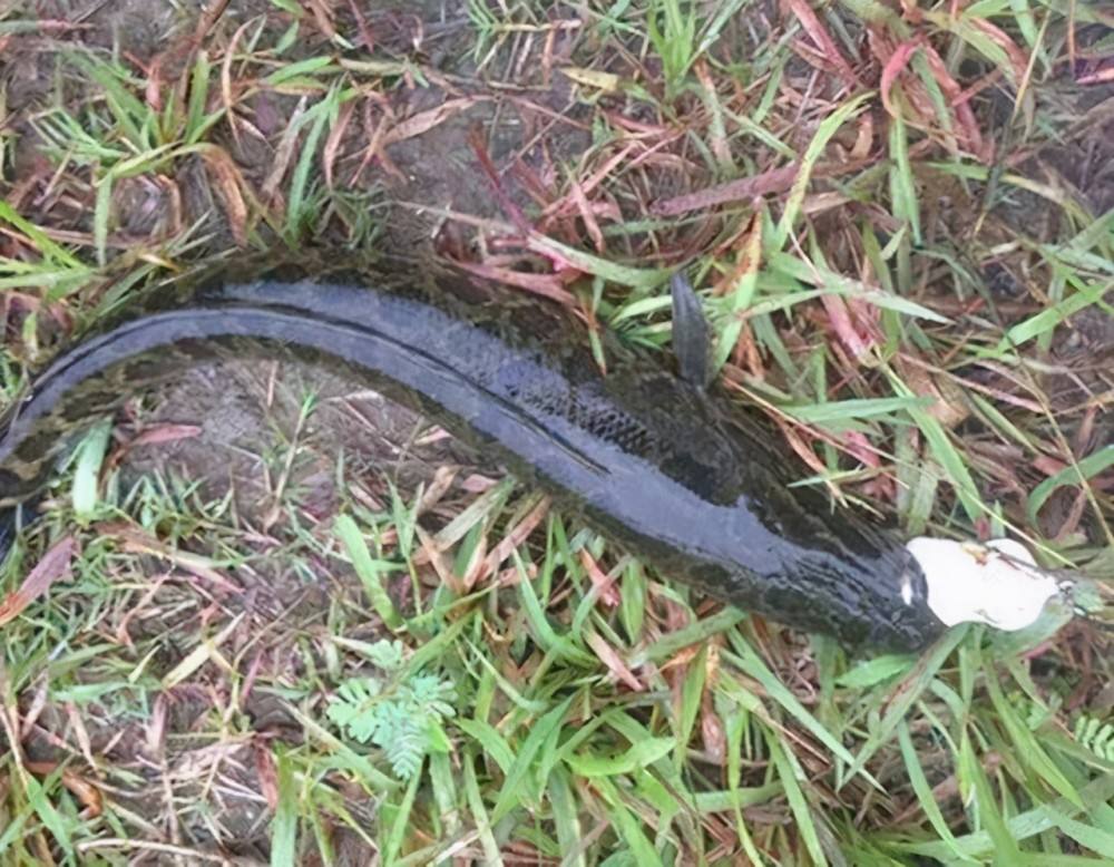 5种淡水鱼便宜有营养,多让孩子吃不仅可以长高,还能够长大脑