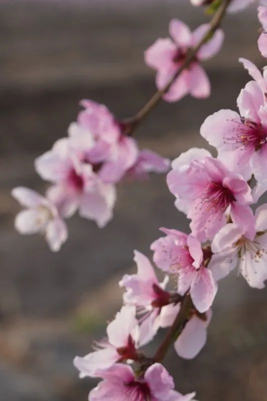 花开河东春来早｜花满闻喜，如画新绛！去看百花盛开的诗和远方！