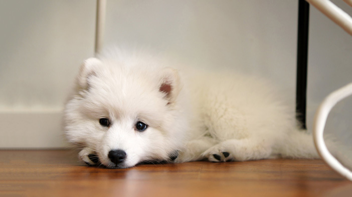 萨摩耶犬多少钱一只?