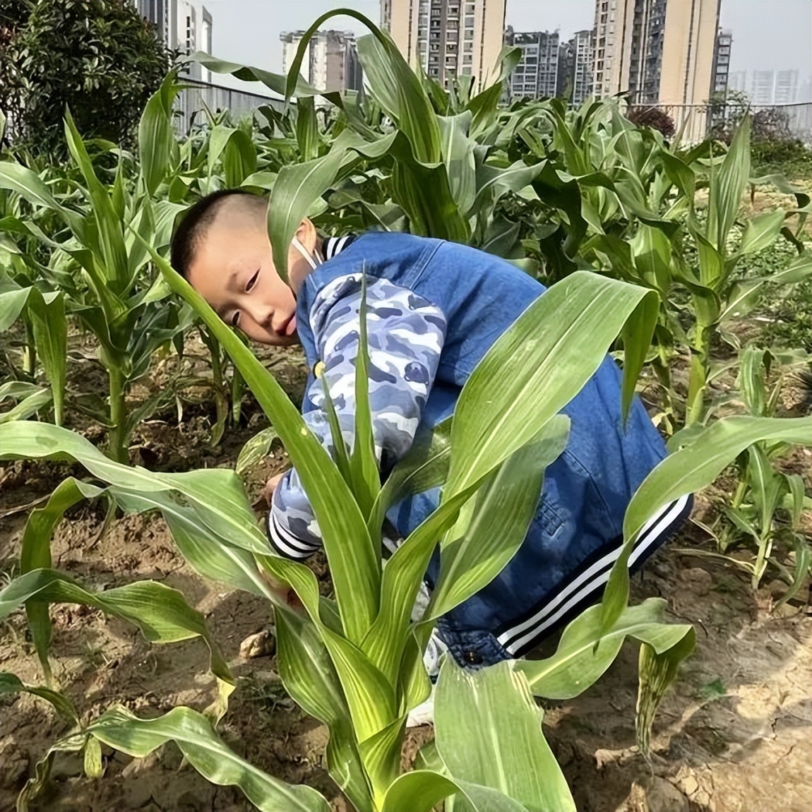 习节气·承传统|记成都高新区朝阳小学丰富多彩的立夏节气主题活动