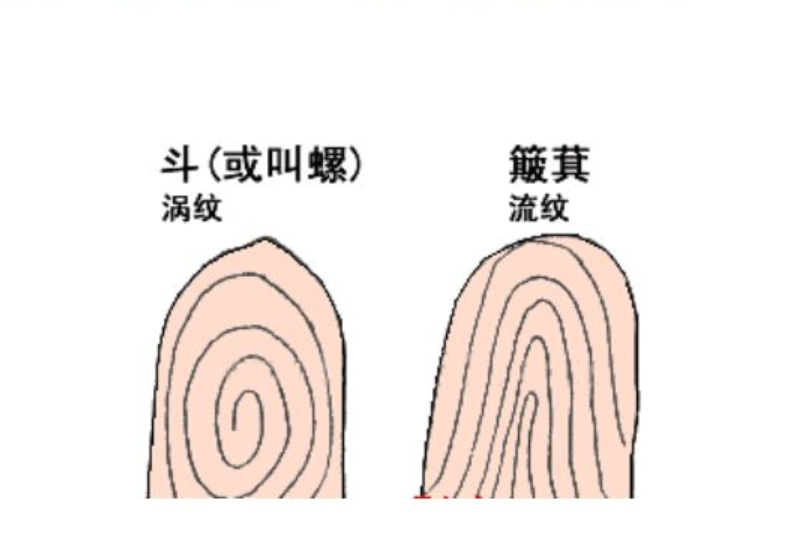 你双手指纹有几个螺螺，几个簸箕？“螺越多越有富贵”是真的吗？