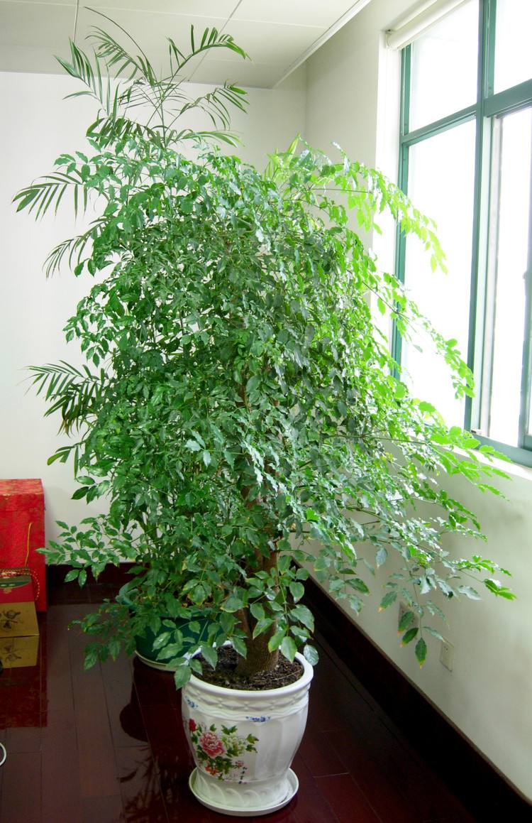 客厅最旺宅的大型植物（吸废气造氧气，旺家又吉利）-第15张图片