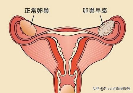 石原里美宣布怀孕，如何保养卵巢更逆龄？每天坚持4个瑜伽动作
