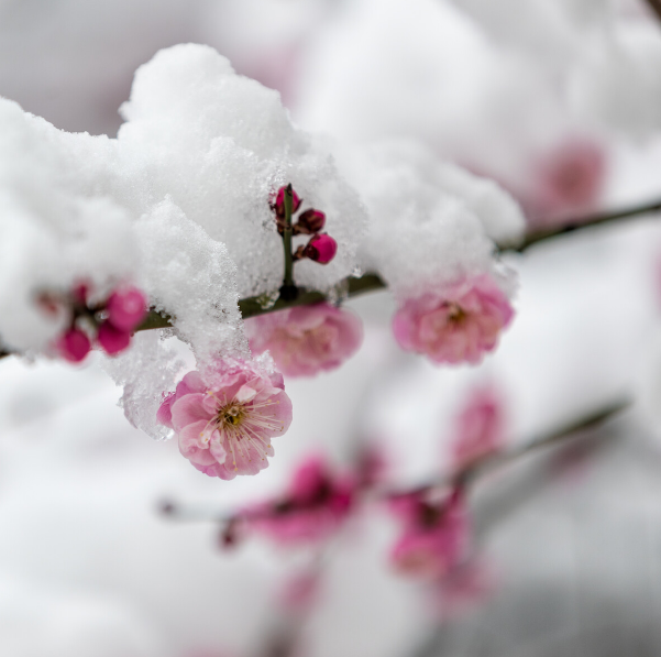 与梅并作十分春，十二首雪梅的诗词，看雪中绽放的梅花，傲霜斗雪