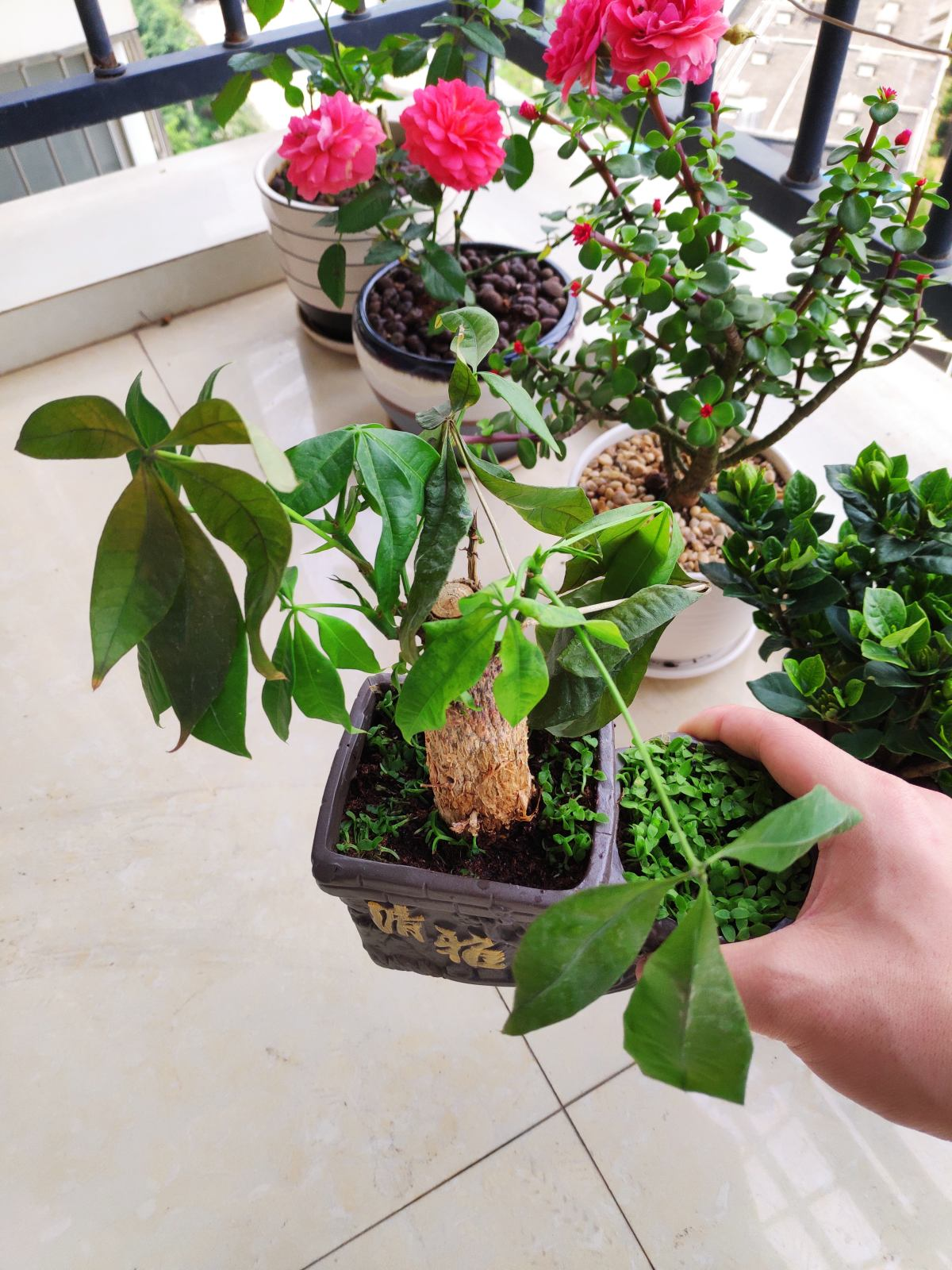 招财进宝的绿植（搬新家送什么植物吉利）