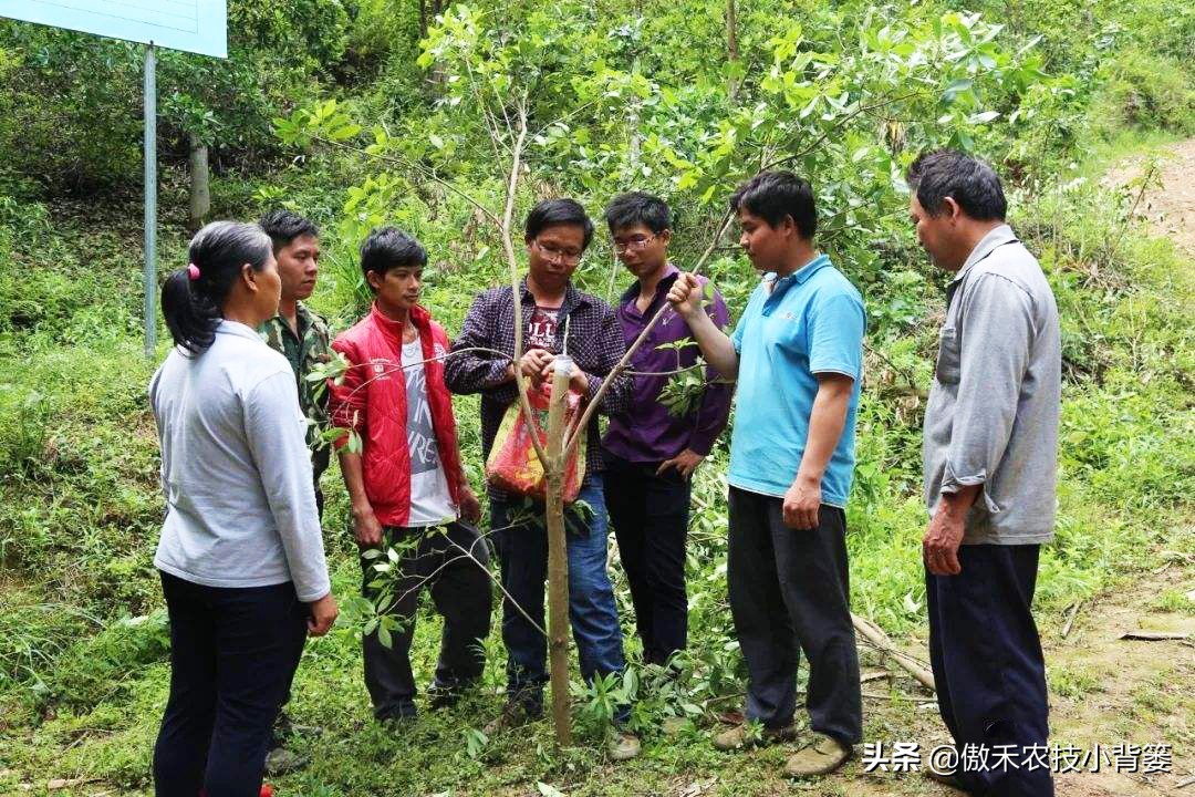 果树嫁接时间表（教你分辨家养果树的最佳嫁接时间）